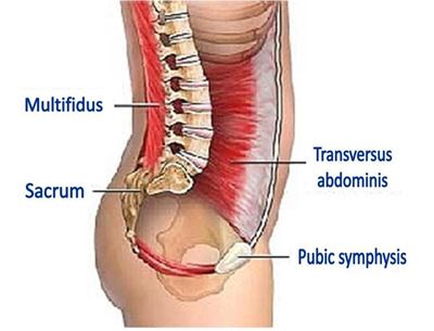 Core muscles